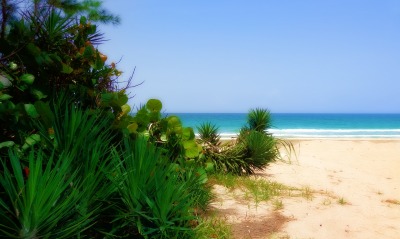 море пляж песок растительность