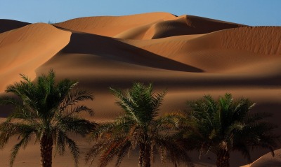 пустыня, пальмы
