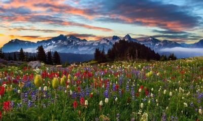 цветочное поле, горы