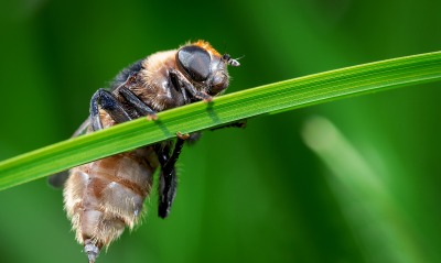 пчела, на травинке
