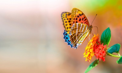 бабочка цветок насекомое природа цвет
