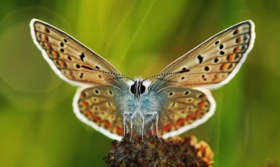 бабочка, насекомое