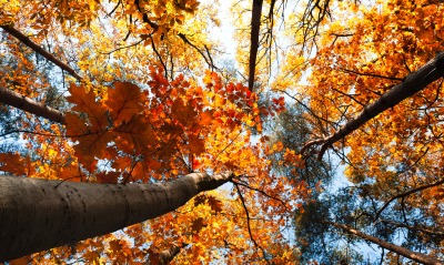 дерево, листья