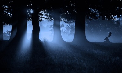 тени, деревья