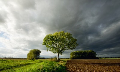 дерево, поле