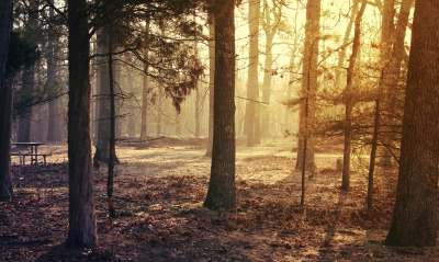 лес, мрак