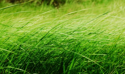 природа, трава
