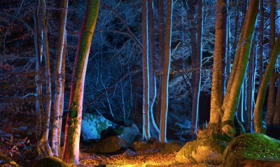 лес, ночь