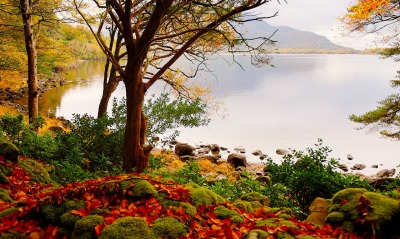дерево, озеро