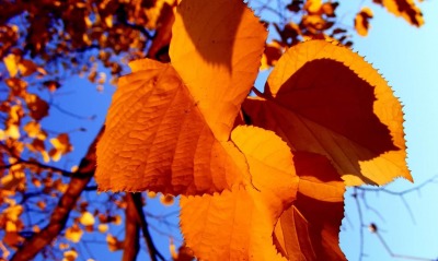 осень, листья