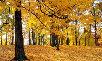 Осень листва лес