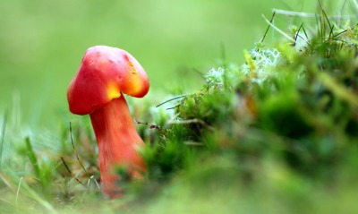 гриб, растение