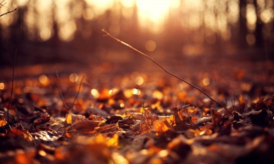осень, листья