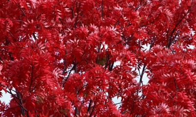 дерево, красные