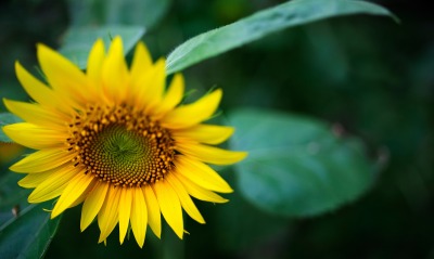 подсолнечник, sunflower