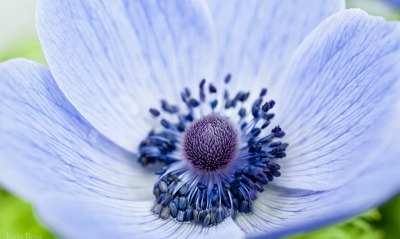 Цветок голубой