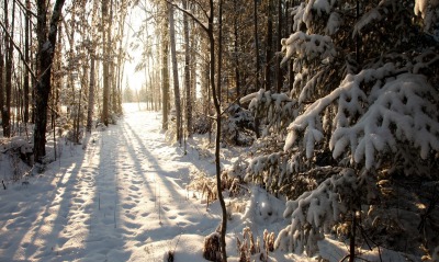 снег, лес