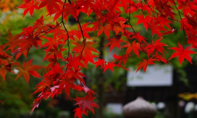осень, красные листья
