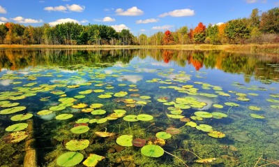 кувшинки озеро lilies the lake