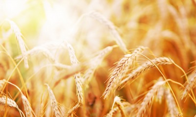 природа, пшеница