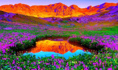 природа цветы горы nature flowers mountains