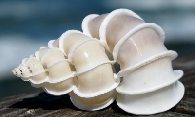 ракушка shell
