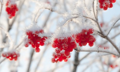ягоды зима иней