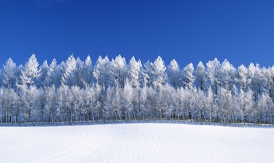 снег деревья snow trees