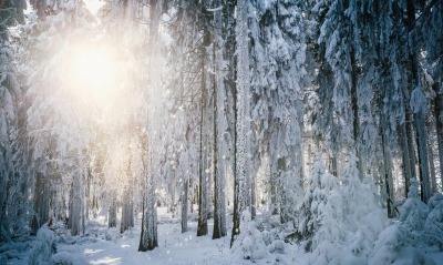 снег, лес