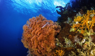 подводный мир, кораллы