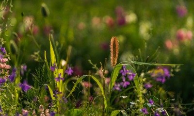 трава, цветы