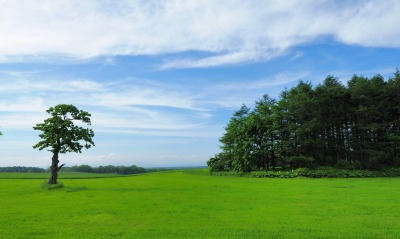поле, зелень