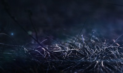 трава, темнота