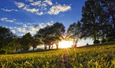 природа трава солнце деревья небо