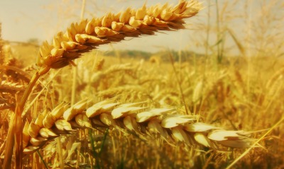 колосья, пшеница