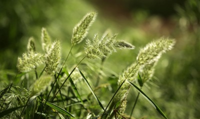 природа, трава