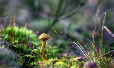 гриб, лес