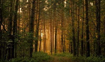лес, закат