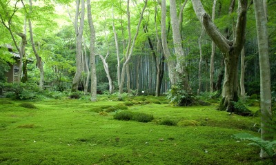зелень, лес