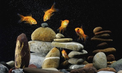 золотые рыбки, аквариум