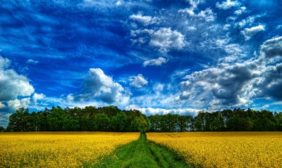 поле, желтое