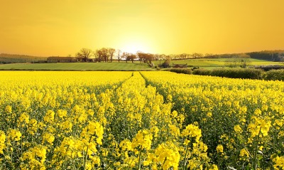 поле, желтое