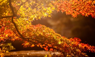 дерево листья лучи осень