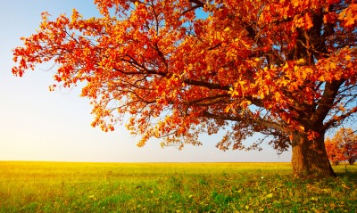 Осень дерево дуб поле