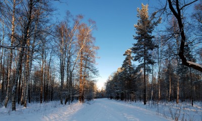 зима, деревья