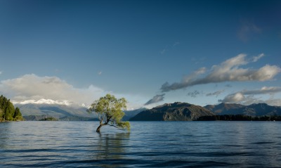 озеро, дерево
