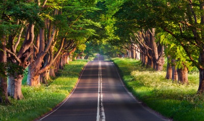 дорога, деревья