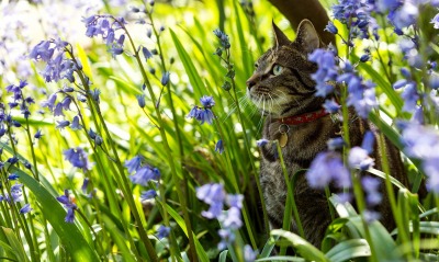 кошка, цветы