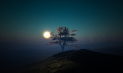 солнце, дерево