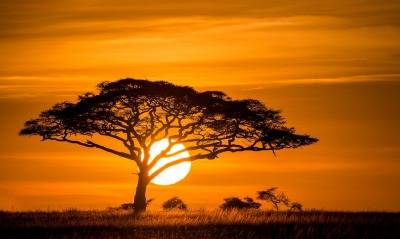 дерево, солнце